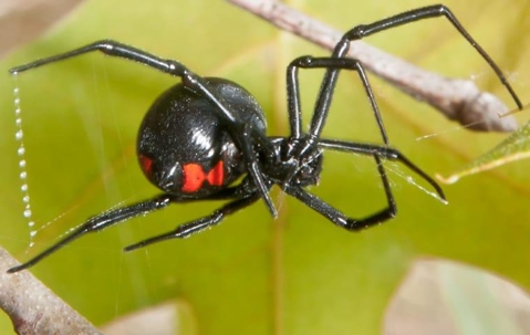 Black Widow spider spins its web.