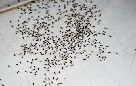 Ant colony kitchen infestation.