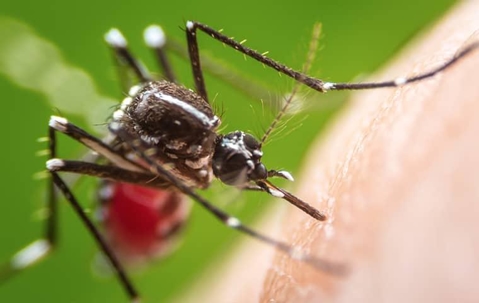Mosquito bites someone's skin and fills its abdomen with blood.