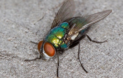Bottle Fly crawling on a kitchen counter.