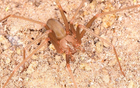 Brown Recluse Spider crawling on the ground.