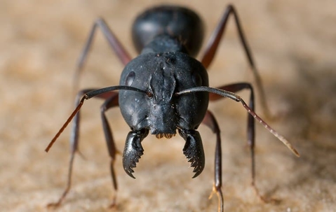 Carpenter Ant with its jaws open.