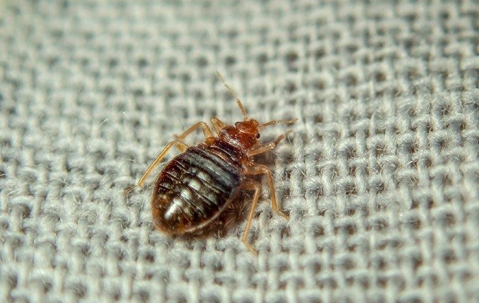 Bed bug crawling on fabric.
