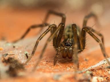 Small brown spider crawling on a web and debris filled surface.
