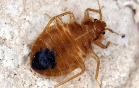 Bed bug crawling.