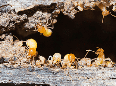 Colony of termites chewing on wood.
