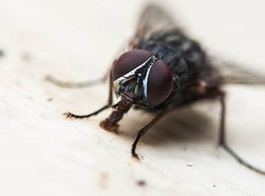 House fly licking the kitchen counter top.