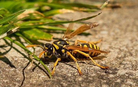 Hornet on the ground near grass.