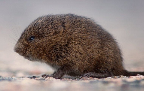 Meadow Vole above ground.