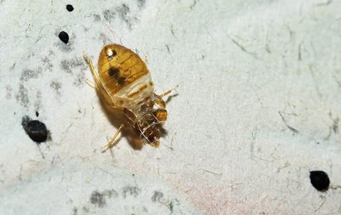 Bed bug infested sheet.