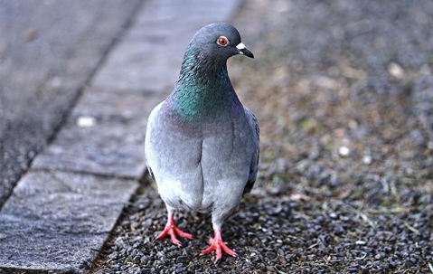 Pigeon walking on pavement.