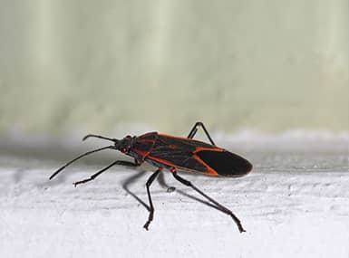 Box elder bug on white background.