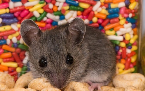 House mouse chewing through snacks in a food pantry.