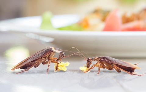 Two cockroaches eating crumbs off the table near a plate of food.