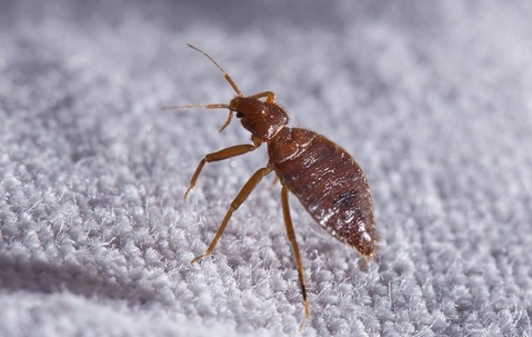 Bed bug crawling on fabric.