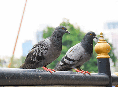 Two pigeons on a metal tube railing.