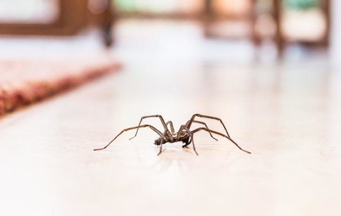 Brown spider crawling on a living room floor.