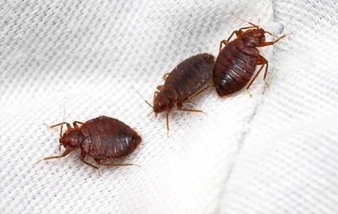 Three bed bugs crawling on a mattress.