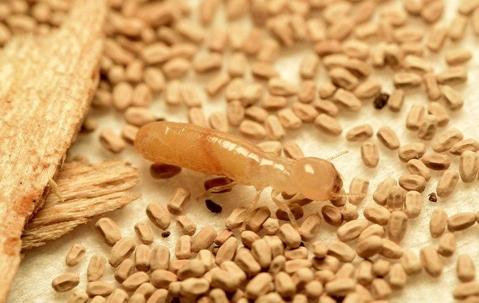 Termite crawling through frass.