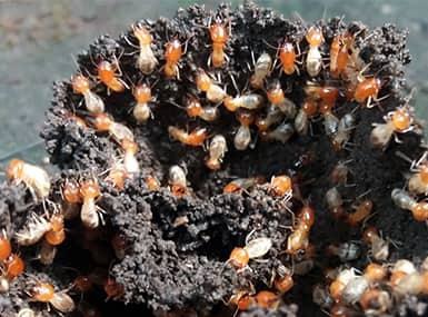 Colony of termites dug up from the ground.