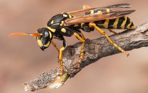 Paper Wasp crawling on a branch.