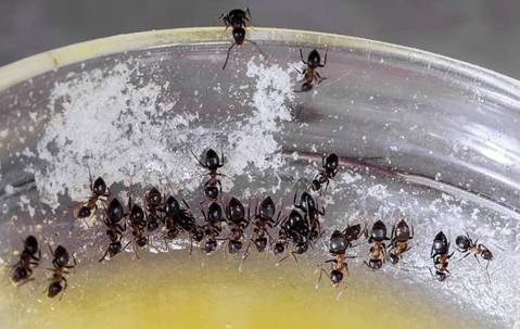 Ants drinking liquid off a dirty bowl.