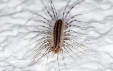 House centipede crawling on a white rocky surface.