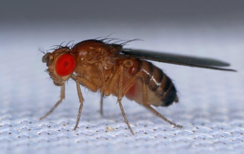 Fruit Fly on white linen.