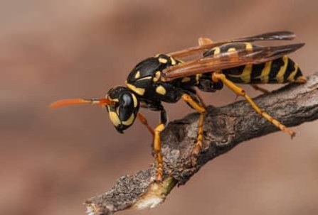 Full grown wasp resting on a tree branch.