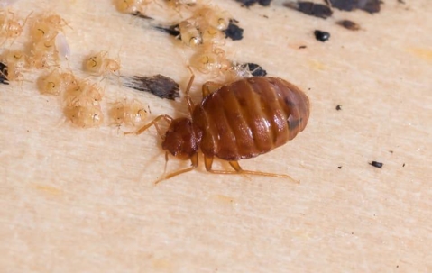 Adult bed bug with its cluster of offspring staining the headboard of a bed.
