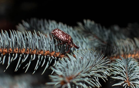 Bug crawling on a Christmas tree needle.