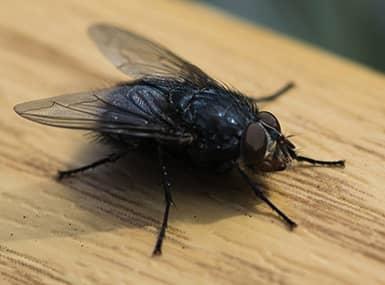Fly resting on a table.
