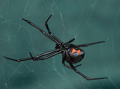 Black Widow Spider crawling on its web.