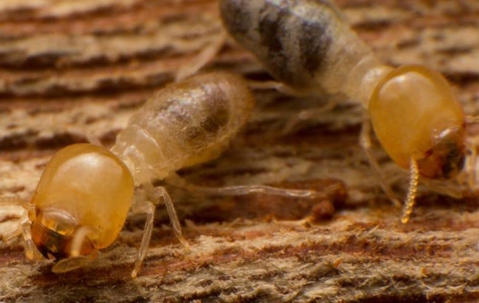 Two termites chewing wood.