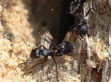 Carpenter Ant chewing through wood.