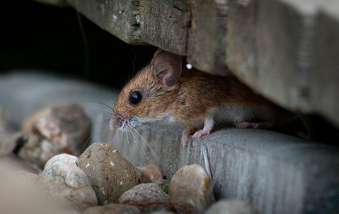 Brown house mouse peeking under a house.