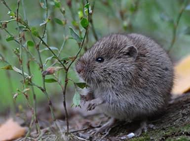 Meadow Vole smelling shrubs on someone's lawn.