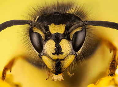 Close up of a wasp's head.