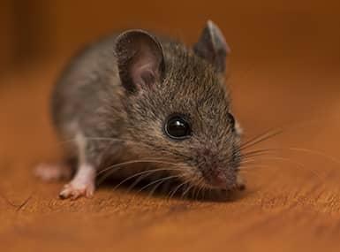 Rodent on a wooden surface.