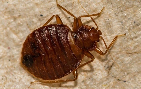 Bed bug crawling on bedroom furniture.