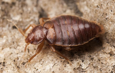 Bed bug crawling.
