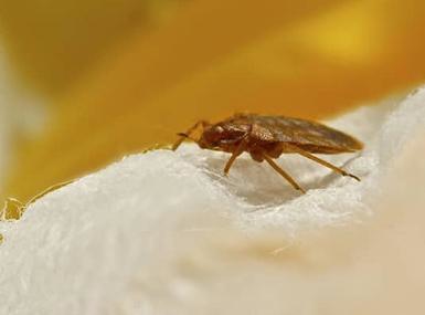 Bed bug crawling on fabric.