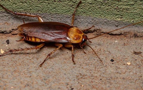 American Cockroach crawling on a dirty floor.