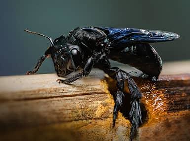 Carpenter Bee made a hole on wood.