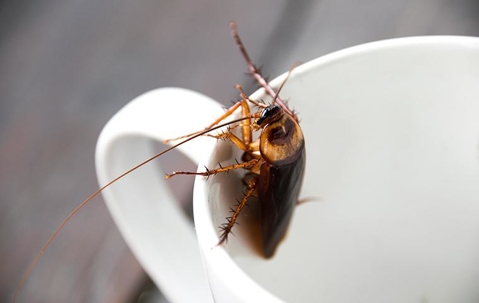 Cockroach inside a white mug.