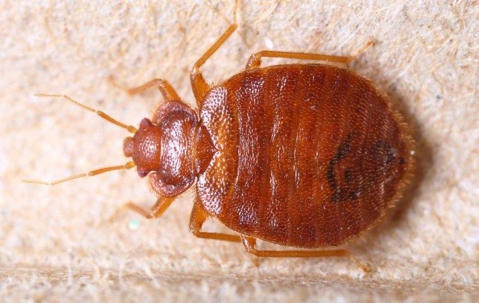 Bed bug crawling on a headboard.