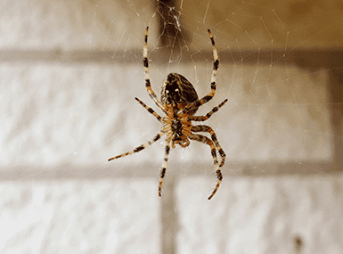 House spider on its web in a basement.