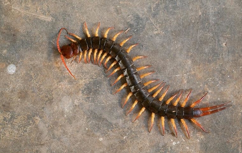Centipede crawling and turning across the floor.