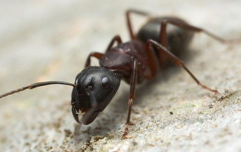 Carpenter Ant crawling on the ground.