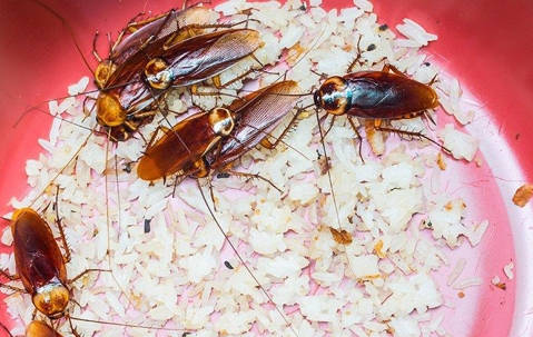 Swarm of cockroaches eating rice inside a red plastic bowl.